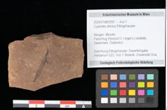 Foto (Objekt + Etikett) von Cyperites strictus Ettingshausen (NHMW-GEO-2024-0188-0397)